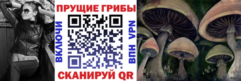 купить наркоту Асбест Псилоцибиновые грибы Psilocybe